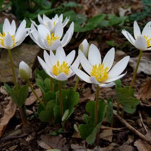 bloodroot_P1380988SE Bloodroot