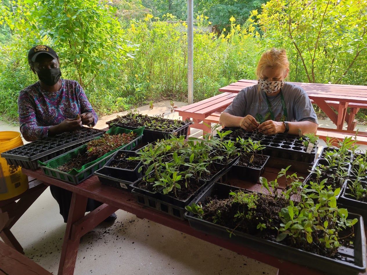 Master Naturalist, Clare Walker, preparing plants