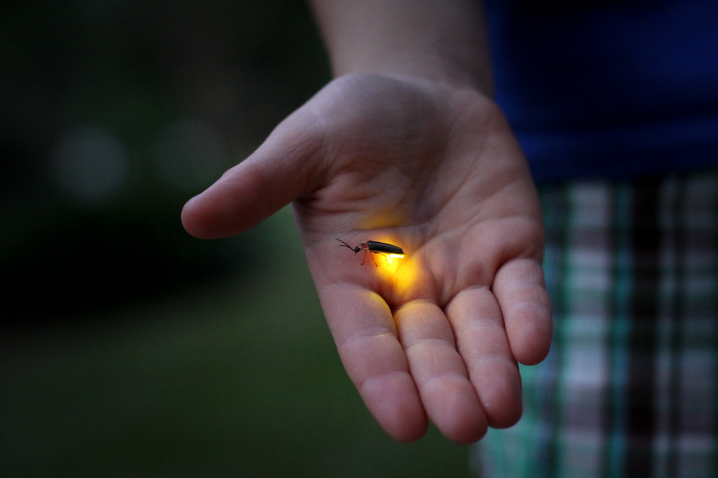Firefly Flash