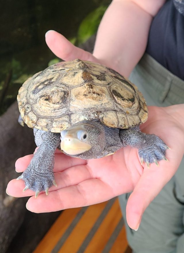 terrapin