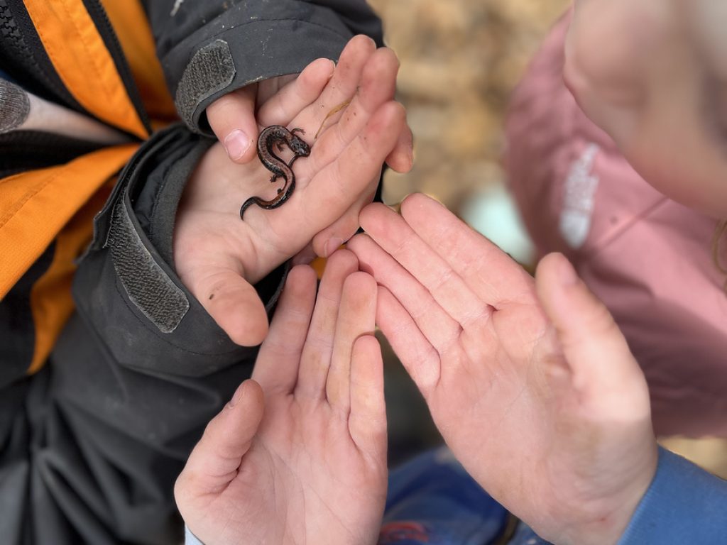 salamander holding salamander holding